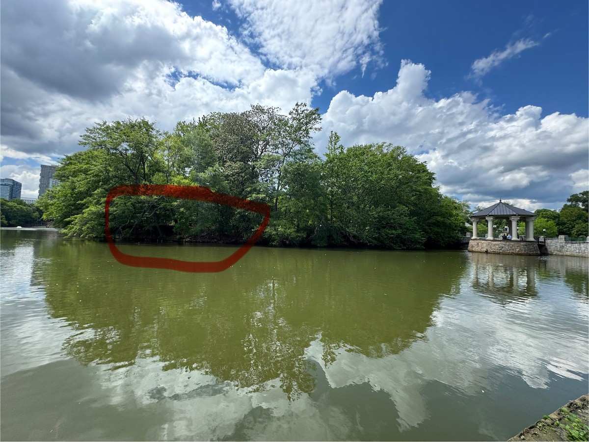 Black-bellied Whistling-Duck - ML635626539