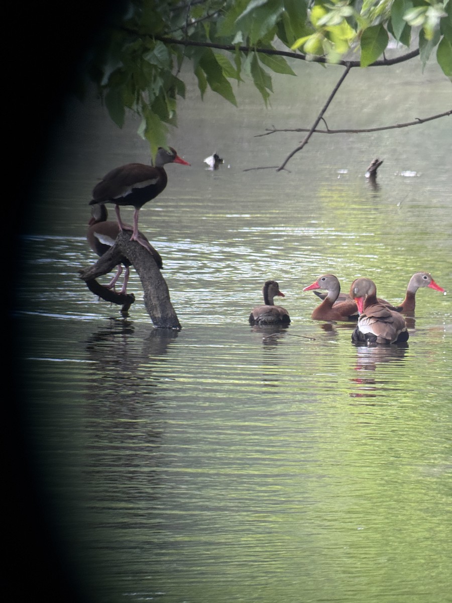 Black-bellied Whistling-Duck - ML635626540