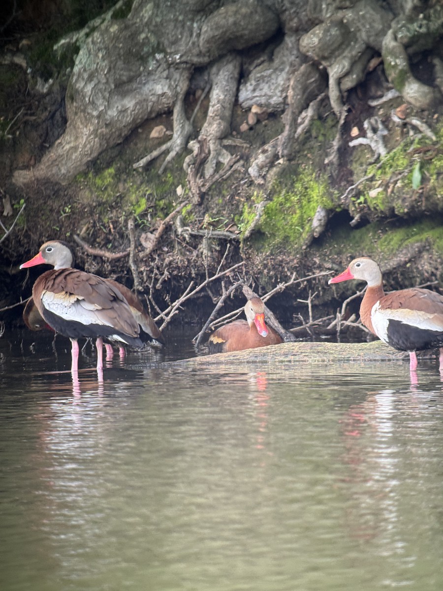 Black-bellied Whistling-Duck - ML635626541