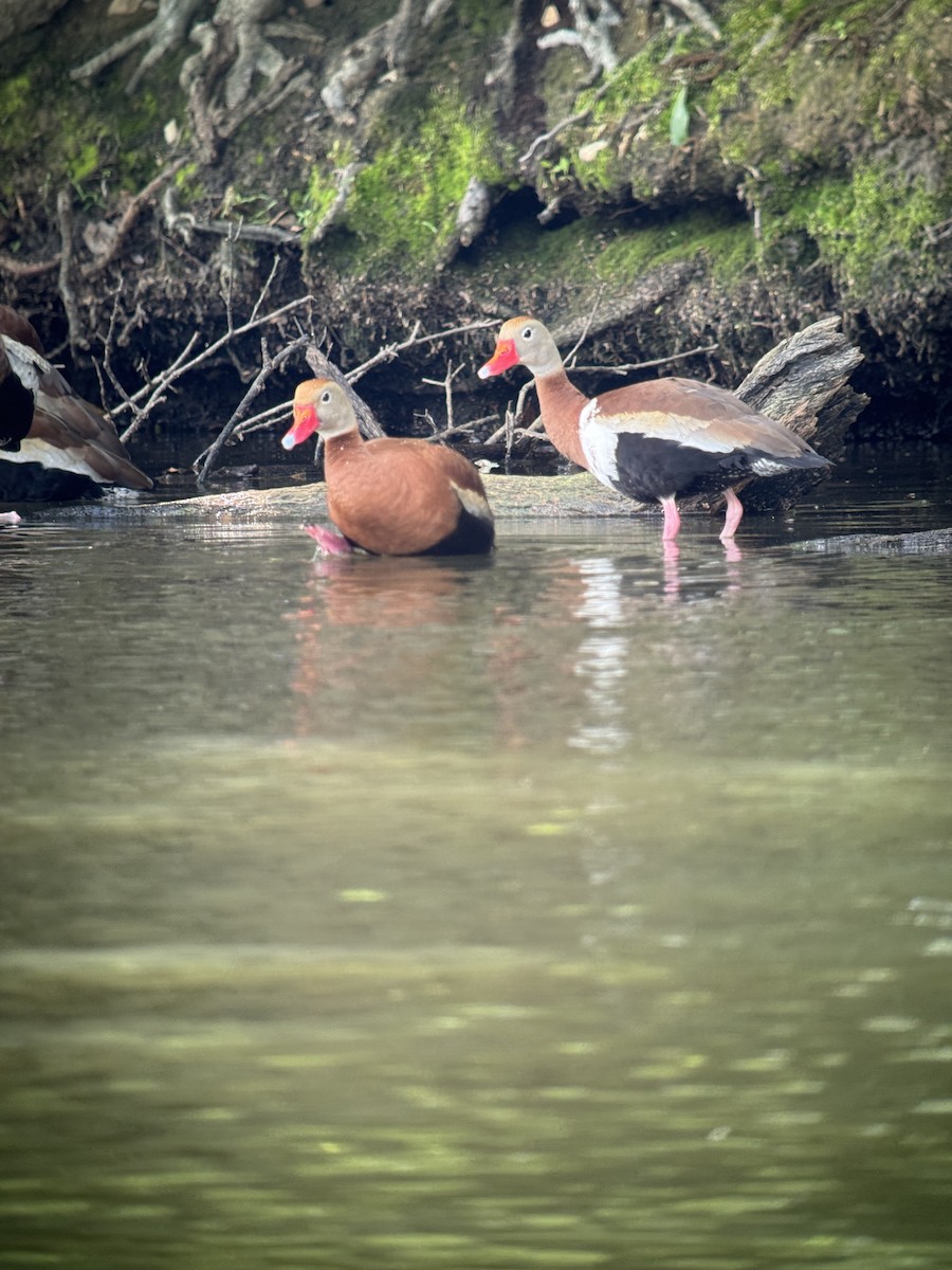 Black-bellied Whistling-Duck - ML635626542