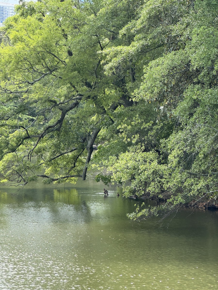 Black-bellied Whistling-Duck - ML635626543