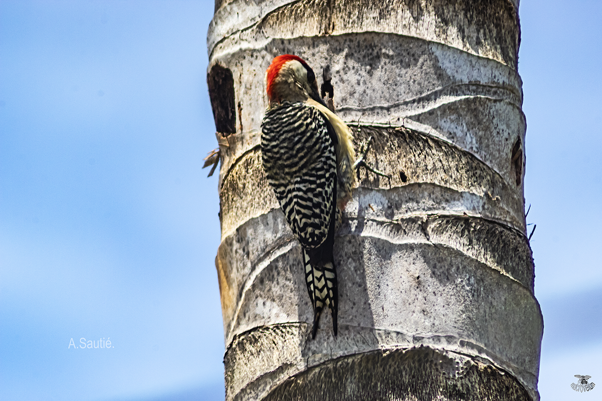 West Indian Woodpecker - ML635626561