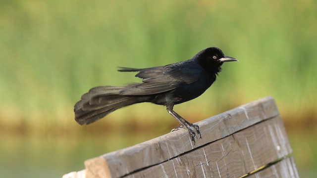 Boat-tailed Grackle - ML635626592