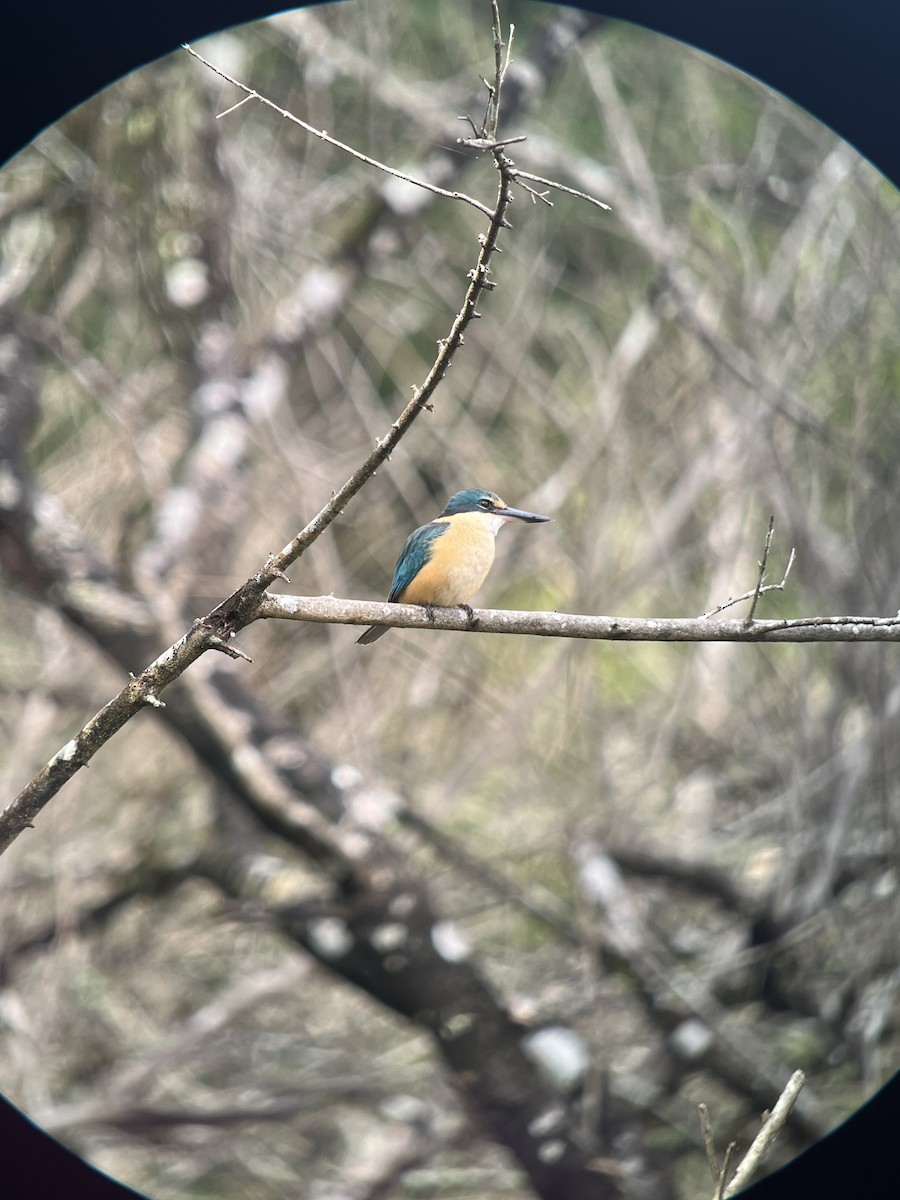 Sacred Kingfisher - ML635626800