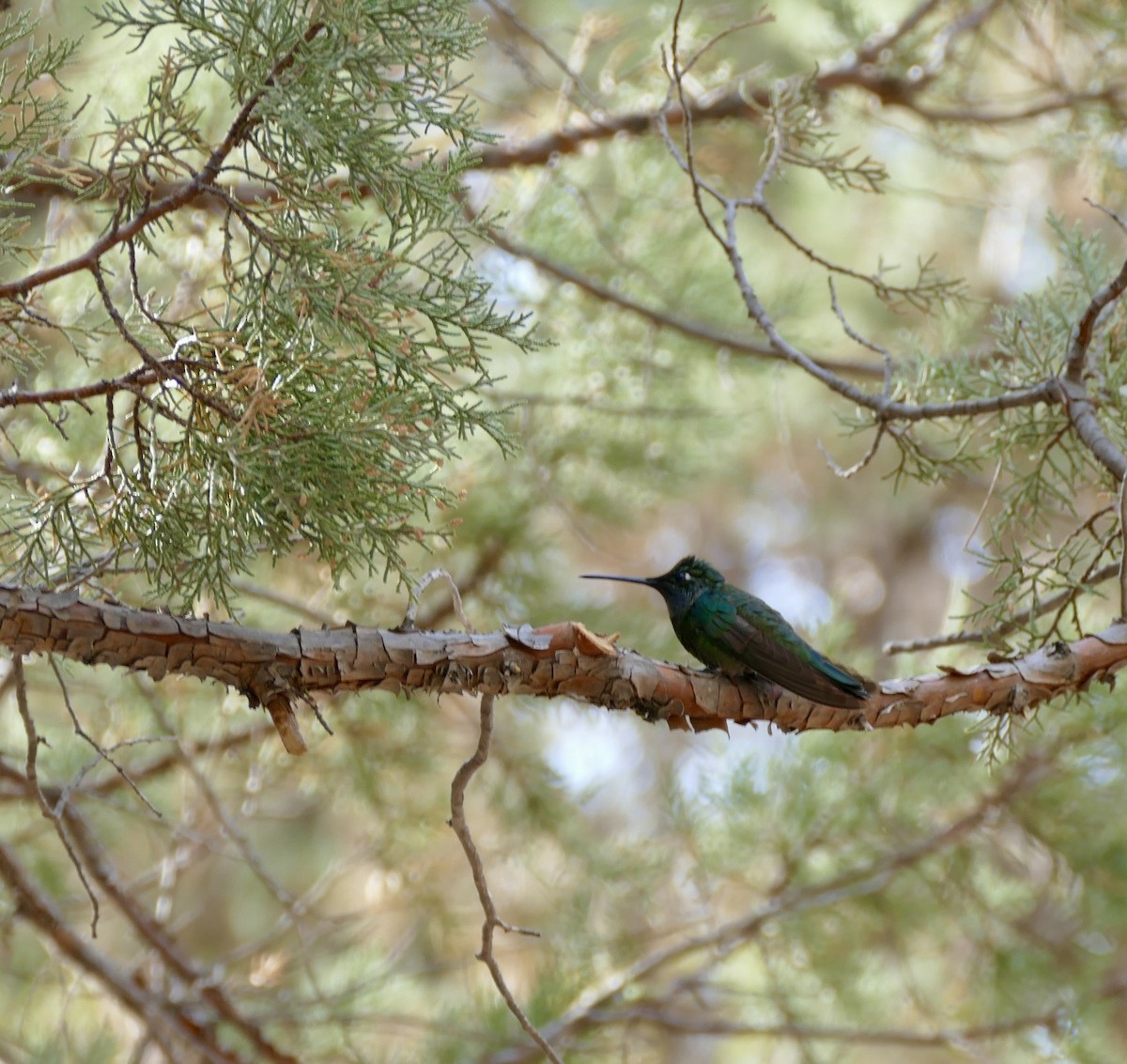 Rivoli's Hummingbird - ML635626806