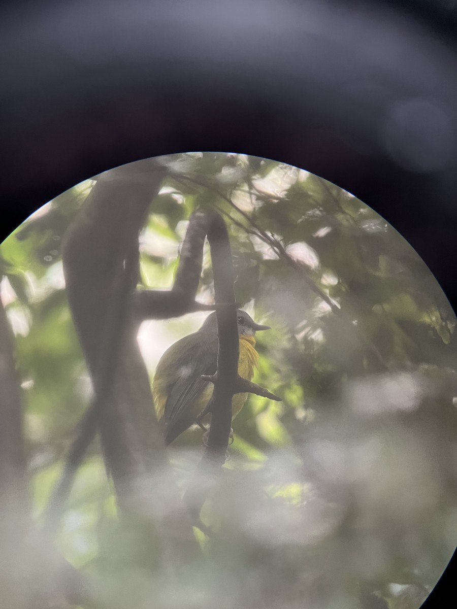 Eastern Yellow Robin - ML635626834