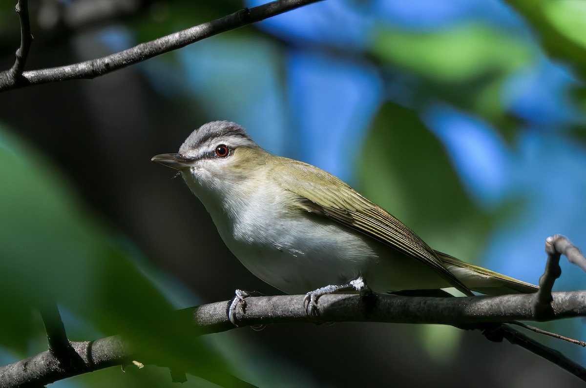 Red-eyed Vireo - ML635626921