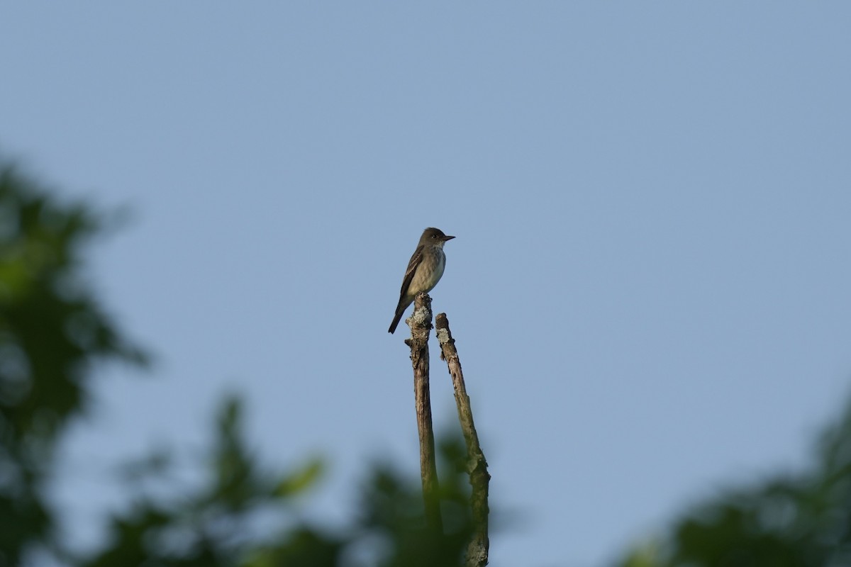 Olive-sided Flycatcher - ML635626927