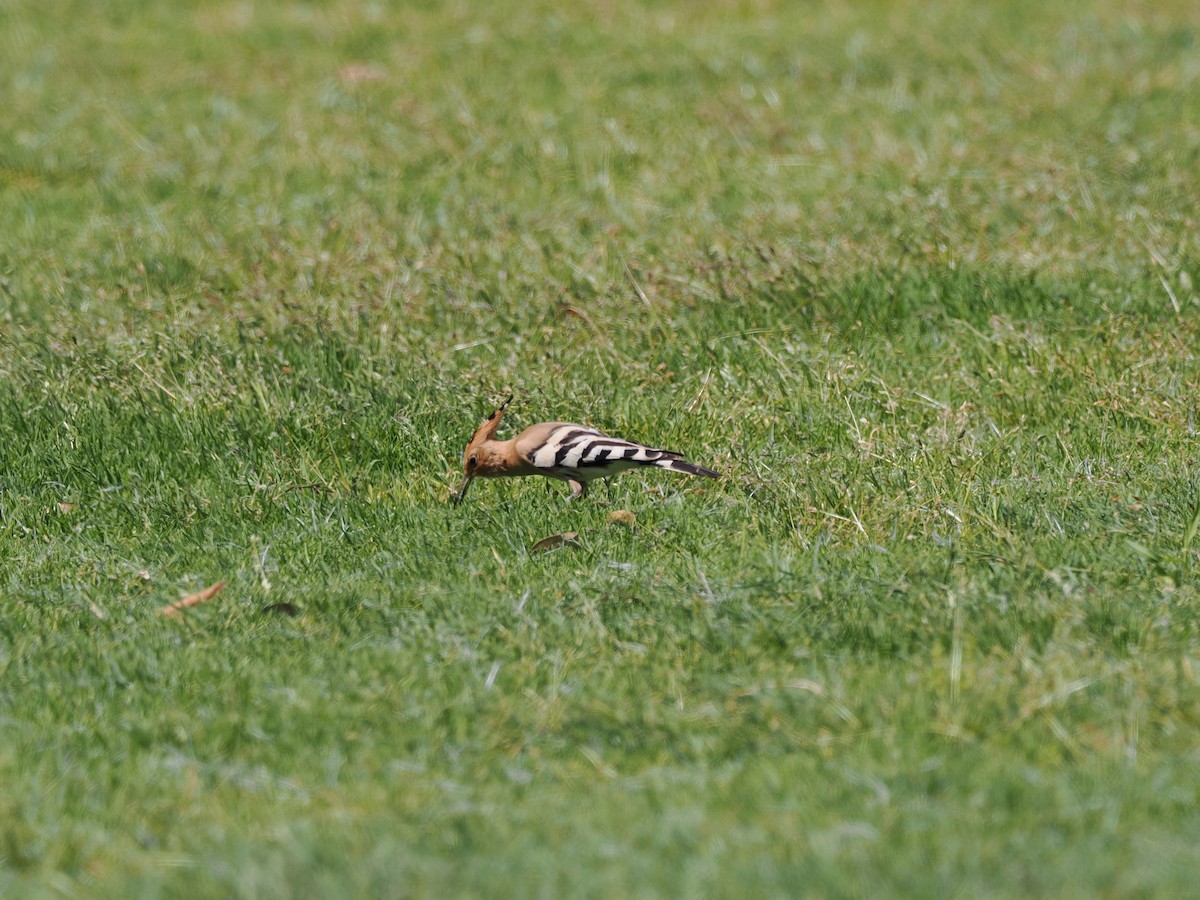Common Hoopoe - ML635626992