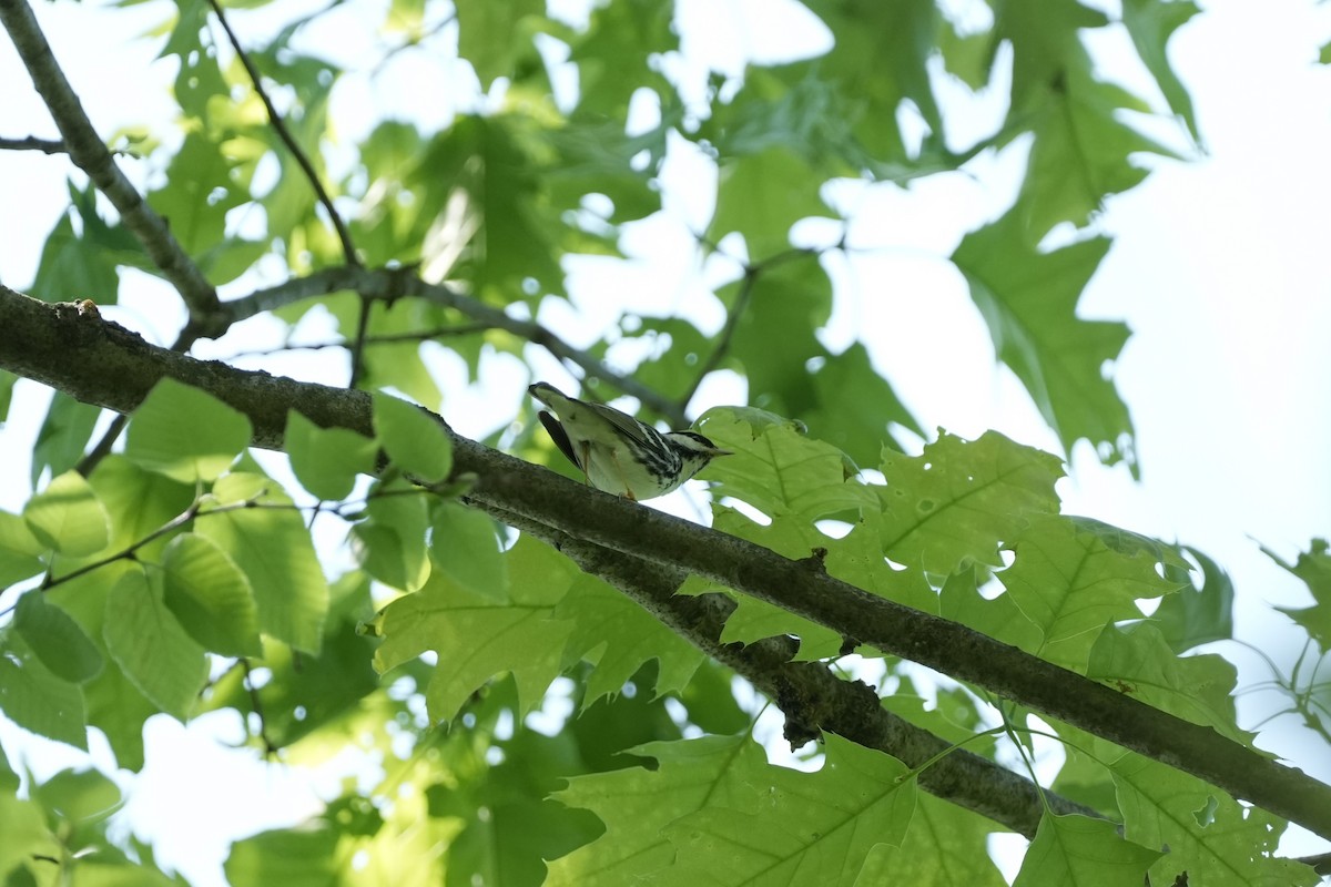 Blackpoll Warbler - ML635626995