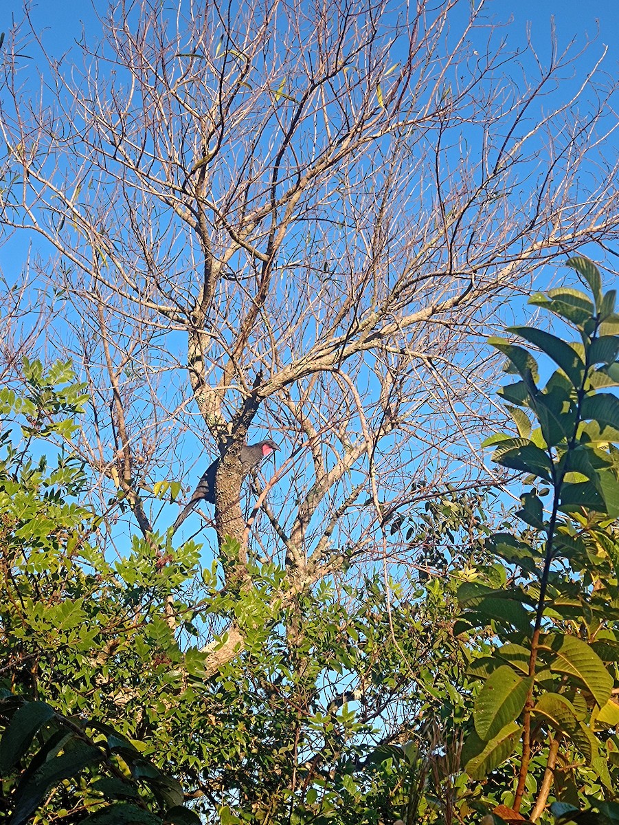 Rusty-margined Guan - ML635627036