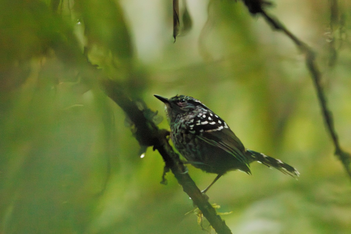 Scaled Antbird - ML635627077