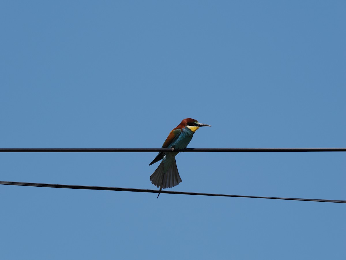 European Bee-eater - ML635627198