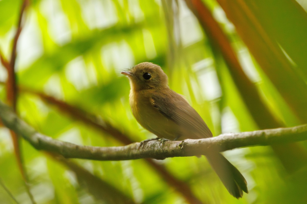 Whiskered Flycatcher - ML635627211