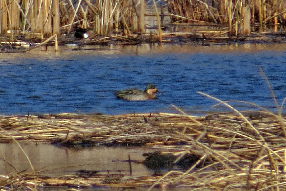Gadwall x Mallard (hybrid) - ML635627224