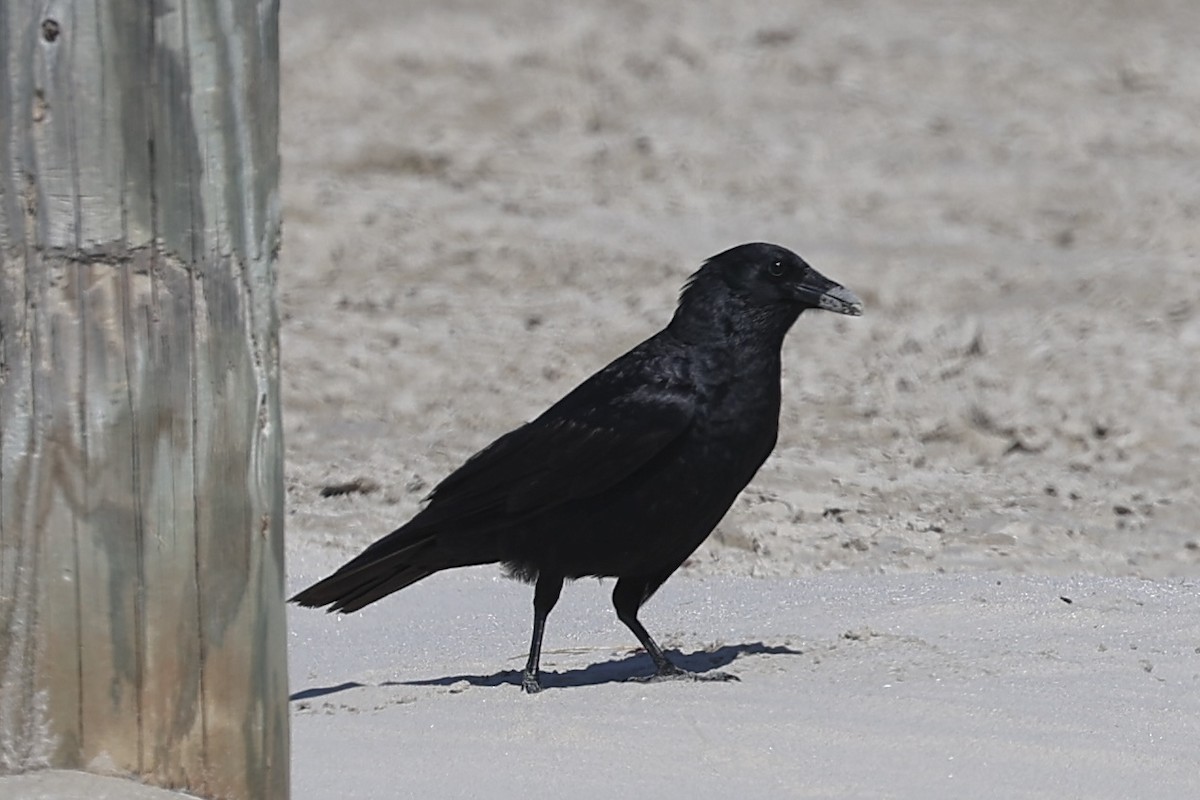 Fish Crow - ML635627227
