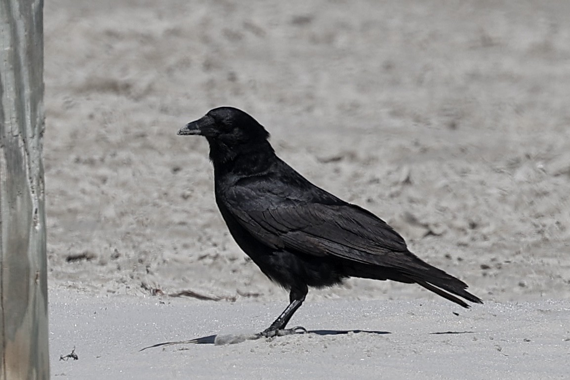 Fish Crow - ML635627228