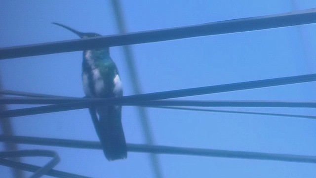 Black-throated Mango - ML635627254