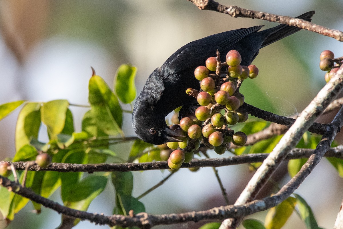 Tawny-shouldered Blackbird - ML635627308