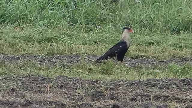 Crested Caracara - ML635627318