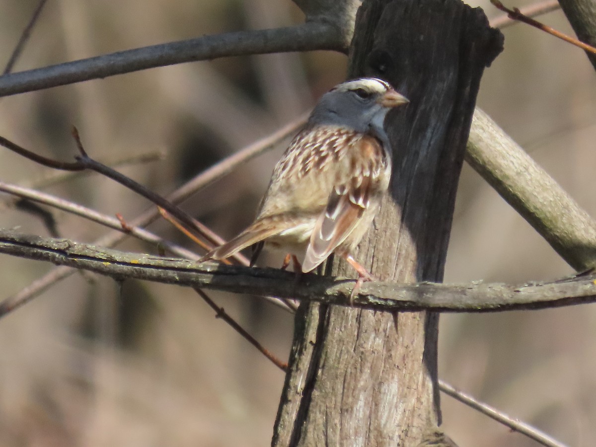 White-crowned x White-throated Sparrow (hybrid) - ML635627344