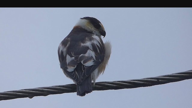 Pearl Kite - ML635627347