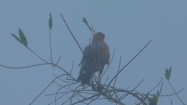 Savanna Hawk - ML635627383