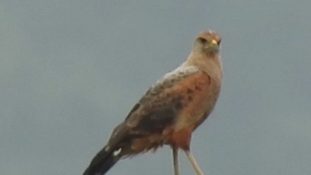Savanna Hawk - ML635627385