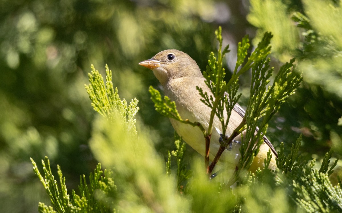 American Goldfinch - ML635627402