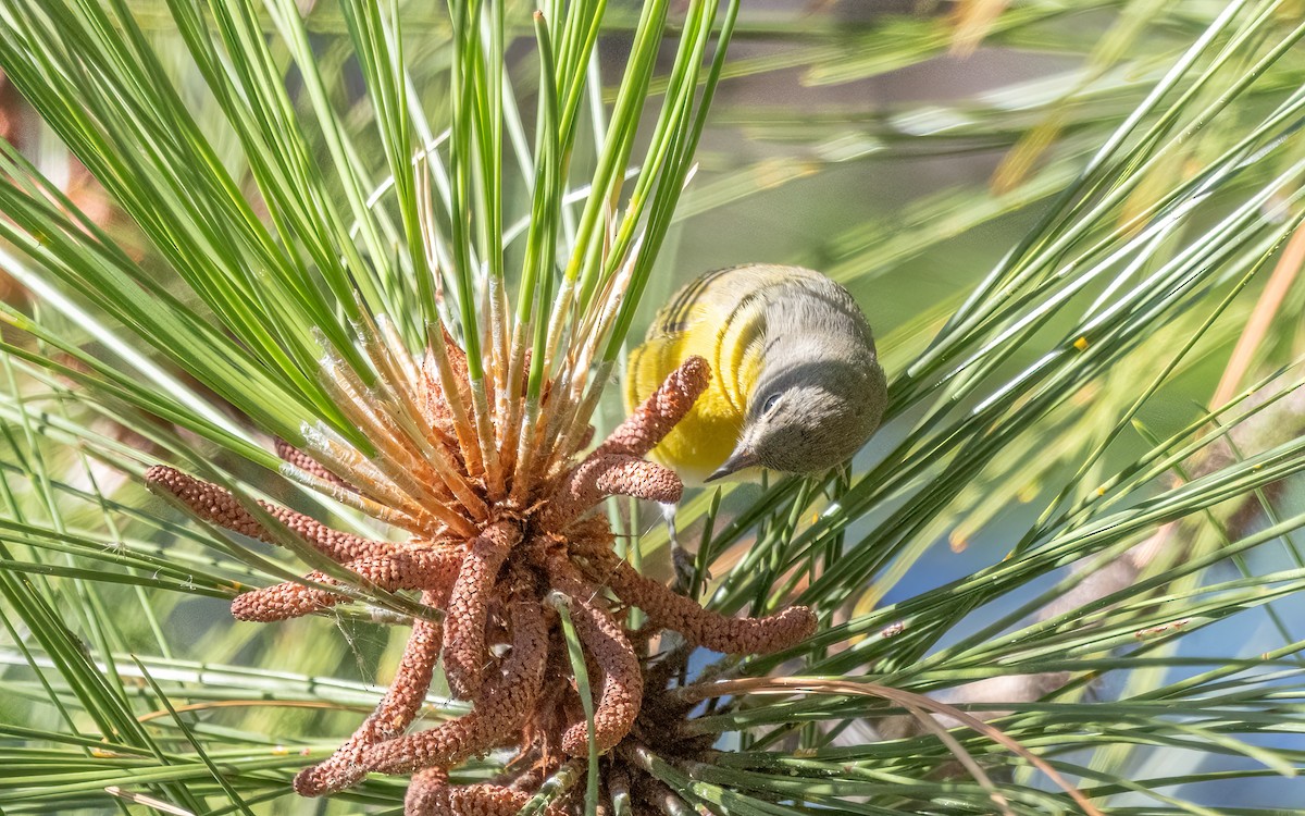 MacGillivray's Warbler - ML635627410