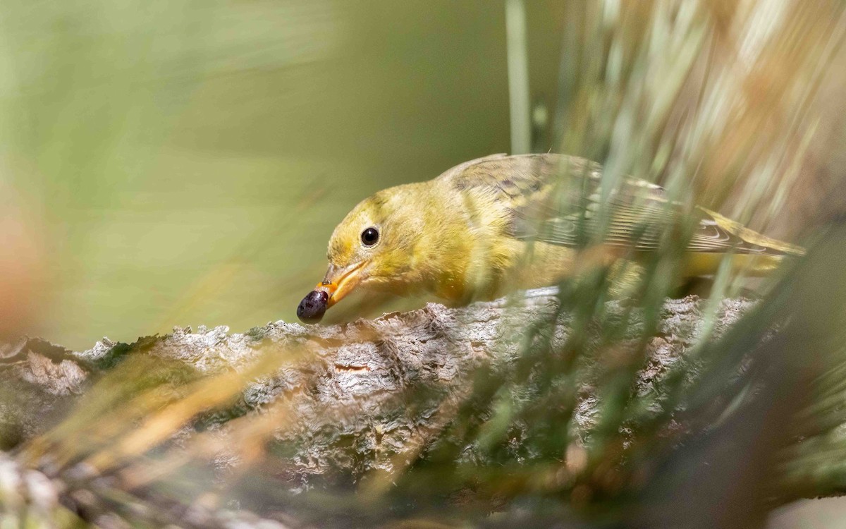 Western Tanager - ML635627458