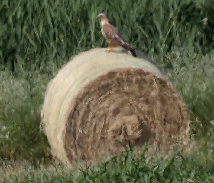 Long-legged Buzzard - ML635627477