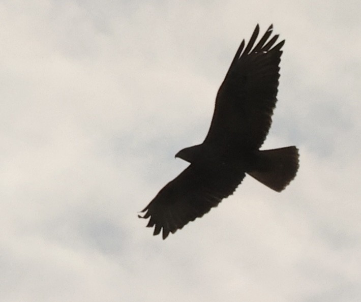 Long-legged Buzzard - ML635627478