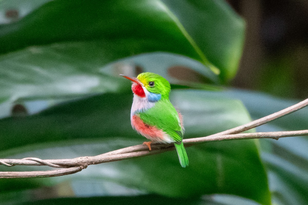 Cuban Tody - ML635627492
