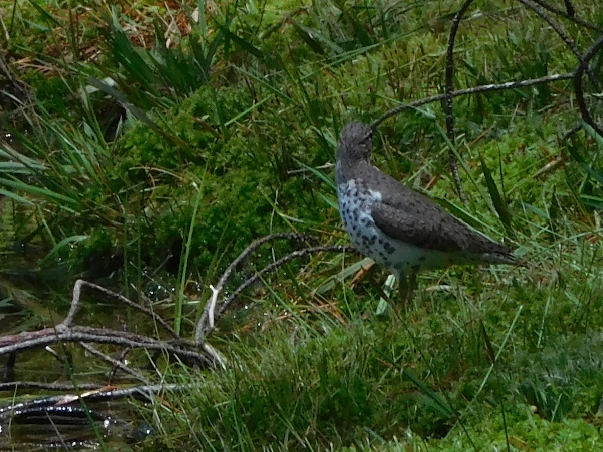 Spotted Sandpiper - ML635627497