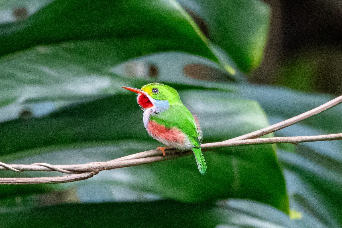 Cuban Tody - ML635627498