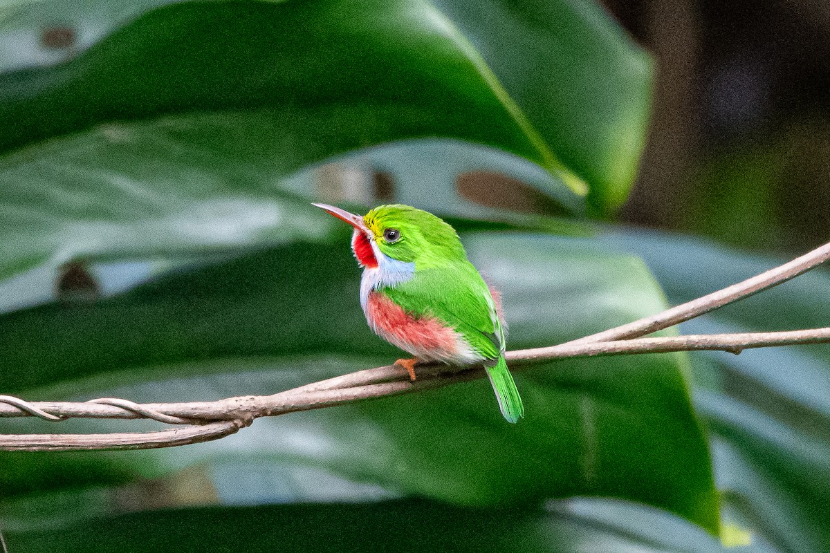 Cuban Tody - ML635627499