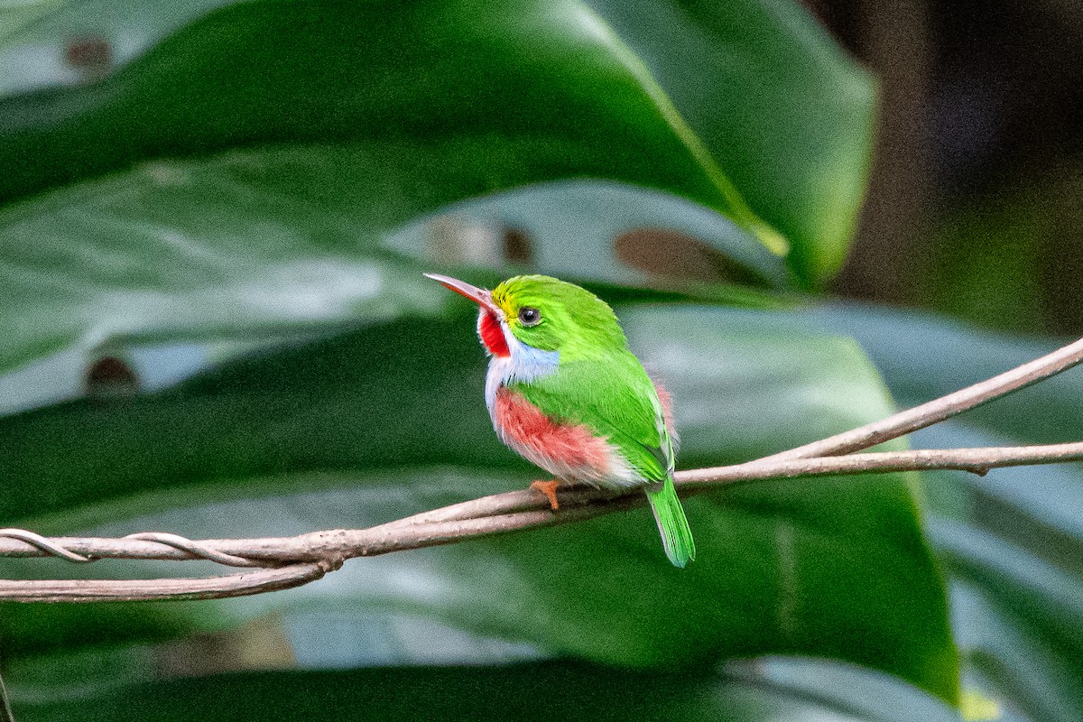 Cuban Tody - ML635627500