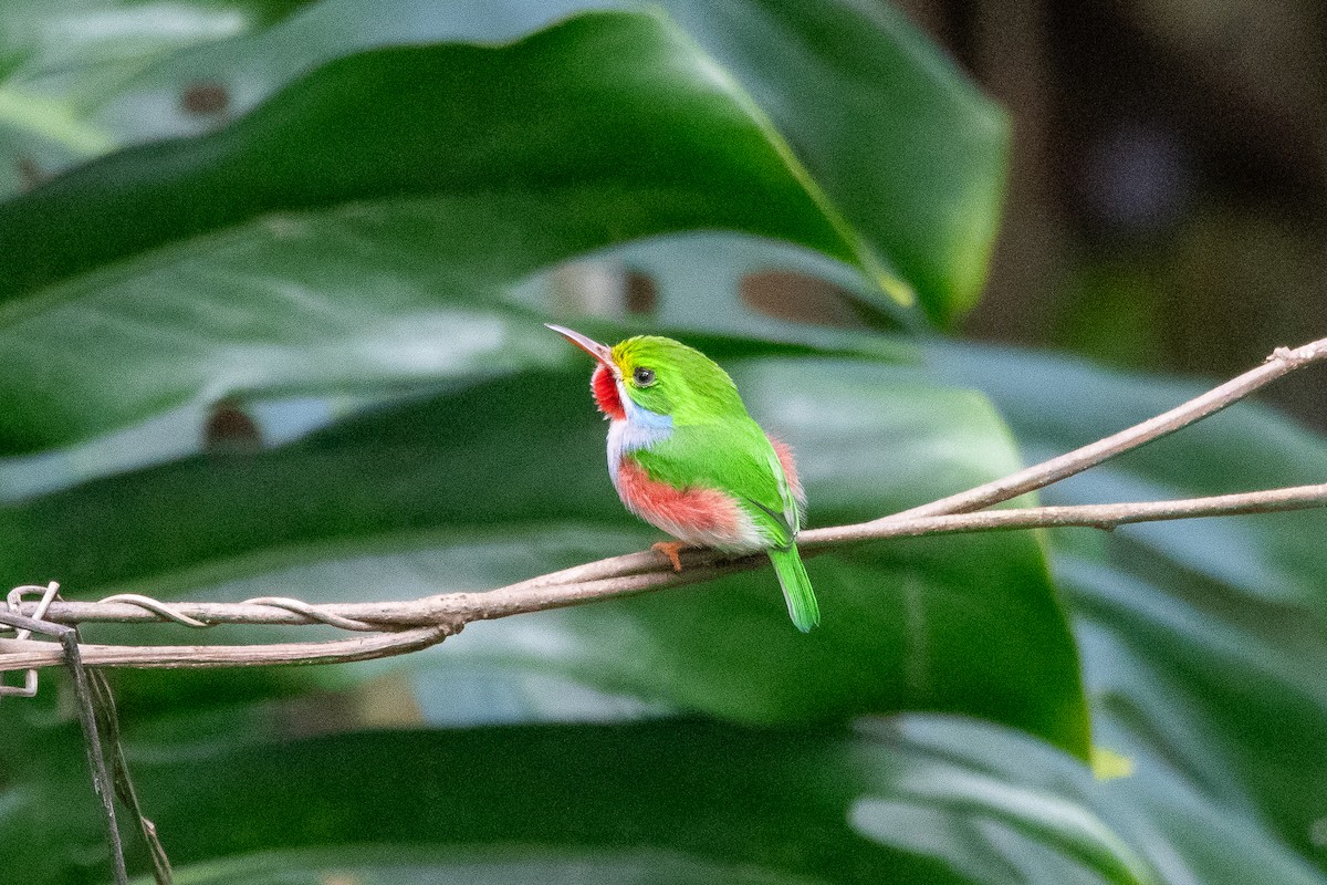 Cuban Tody - ML635627501