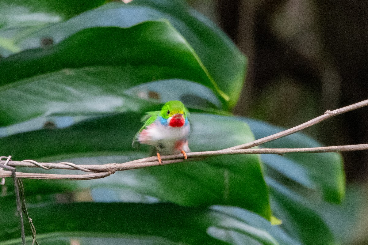 Cuban Tody - ML635627502