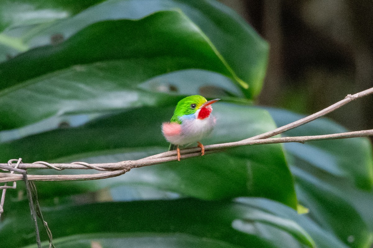 Cuban Tody - ML635627503