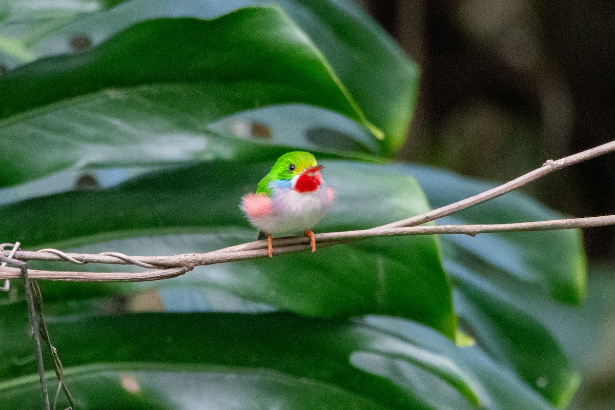 Cuban Tody - ML635627504