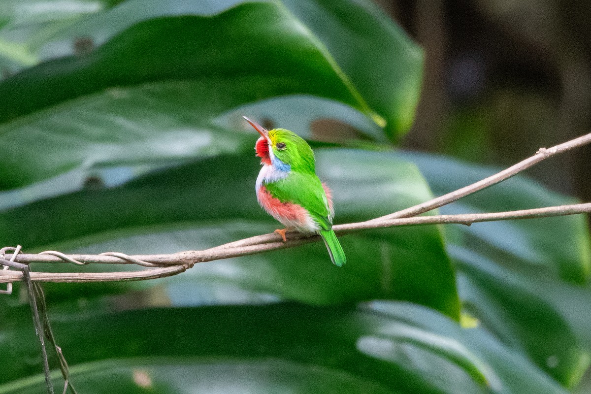 Cuban Tody - ML635627505