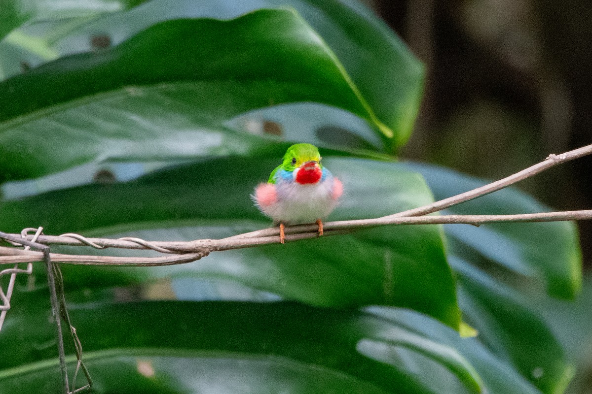 Cuban Tody - ML635627507