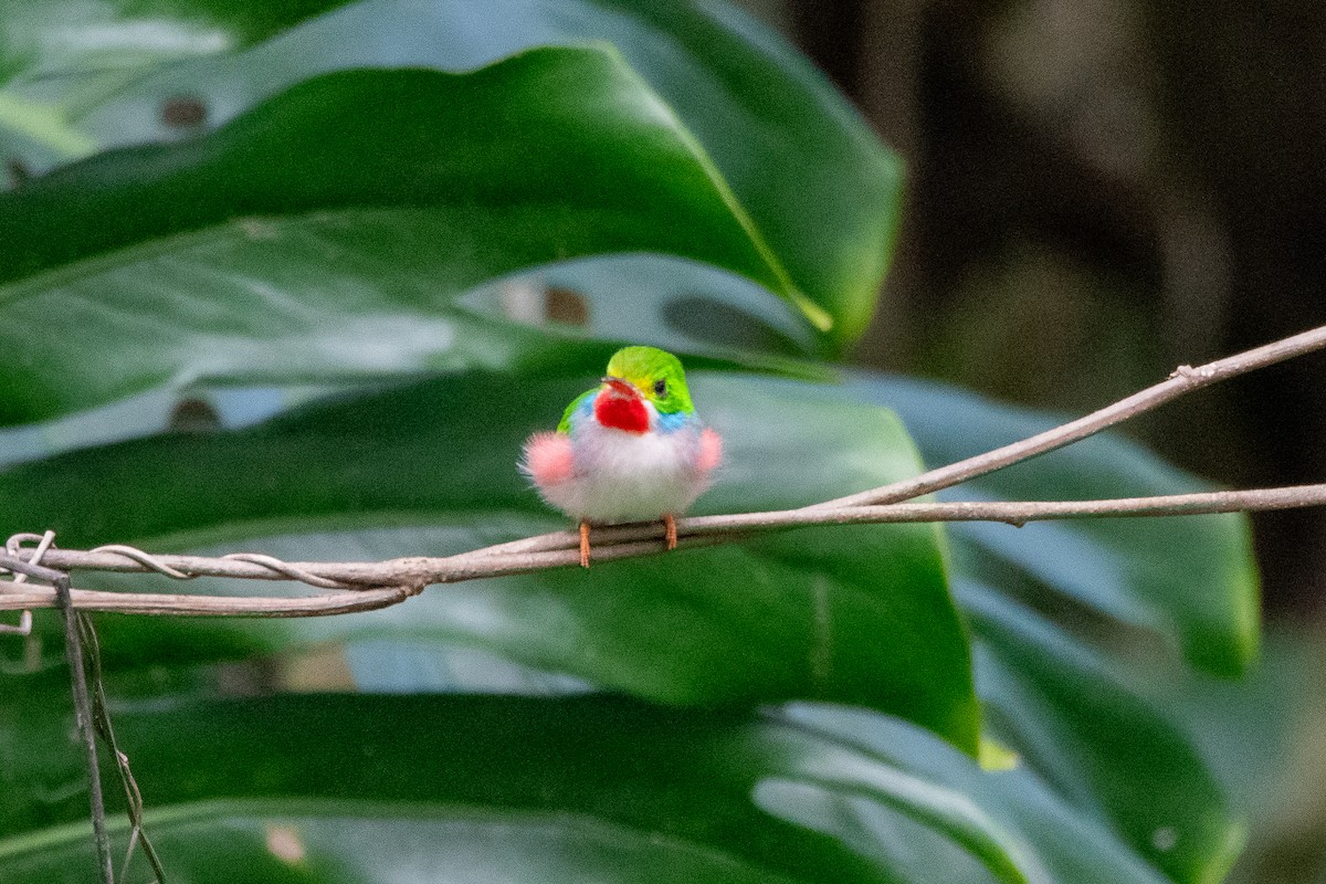 Cuban Tody - ML635627508