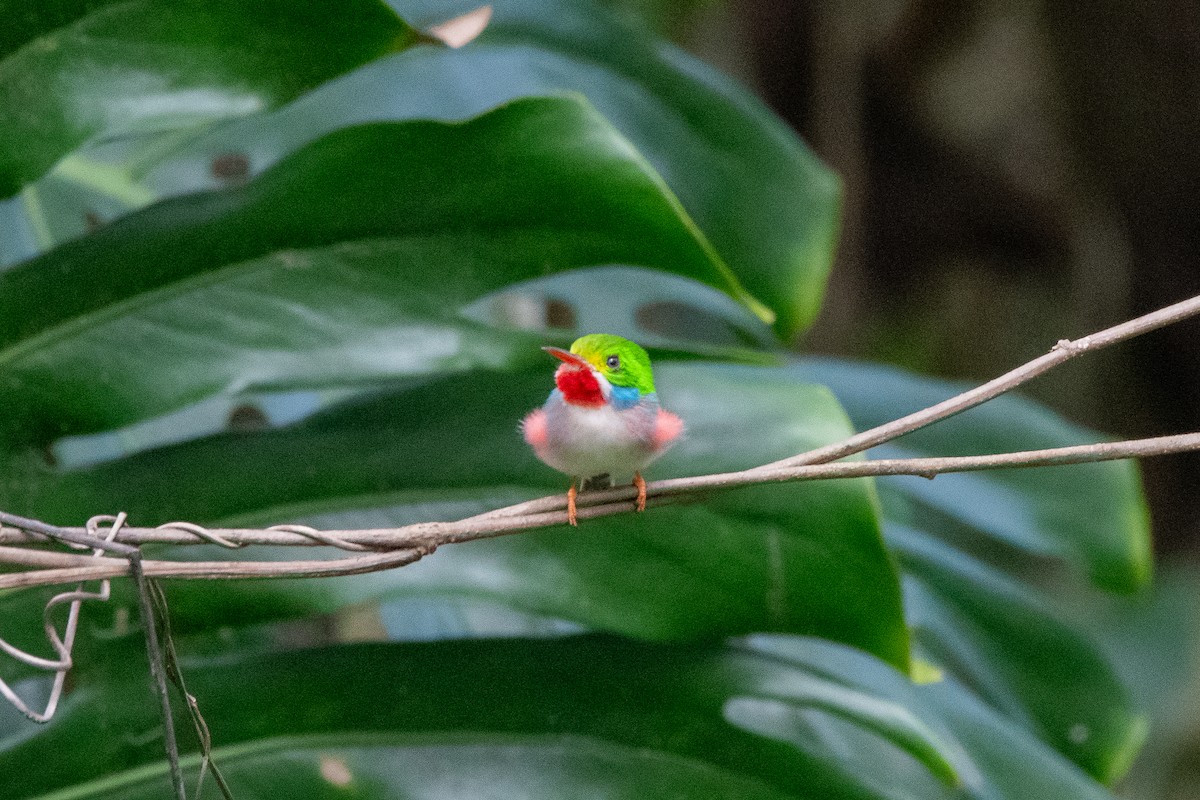 Cuban Tody - ML635627509