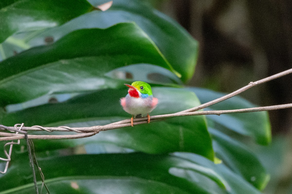 Cuban Tody - ML635627510