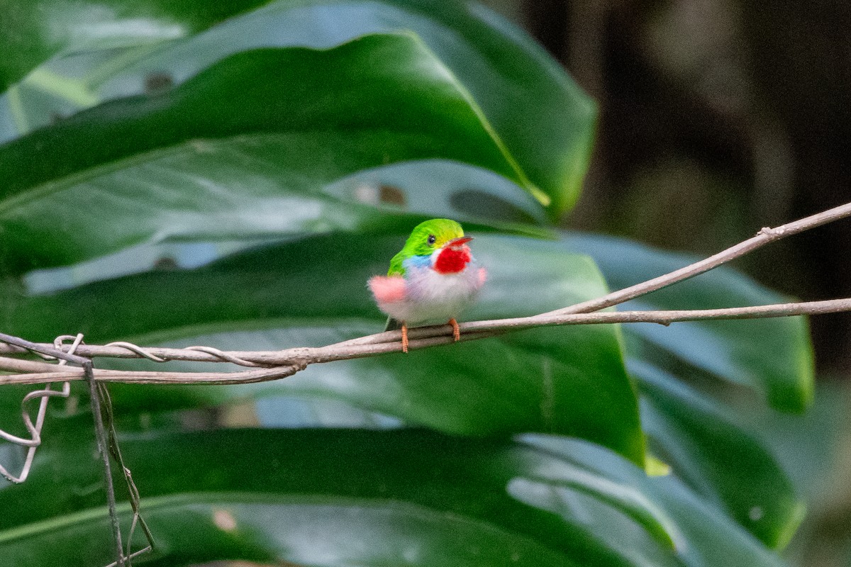 Cuban Tody - ML635627511