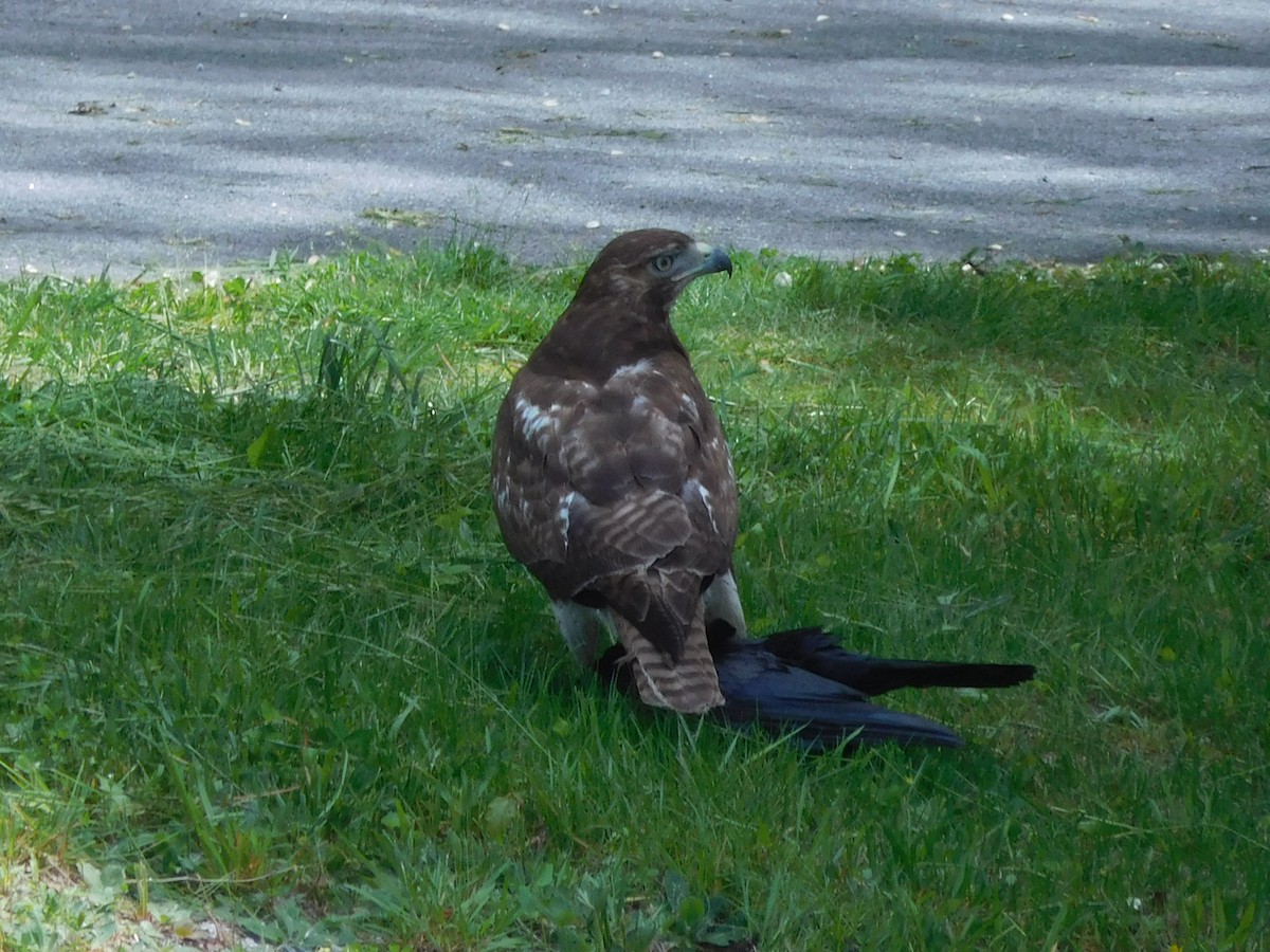 Red-tailed Hawk - ML635627528