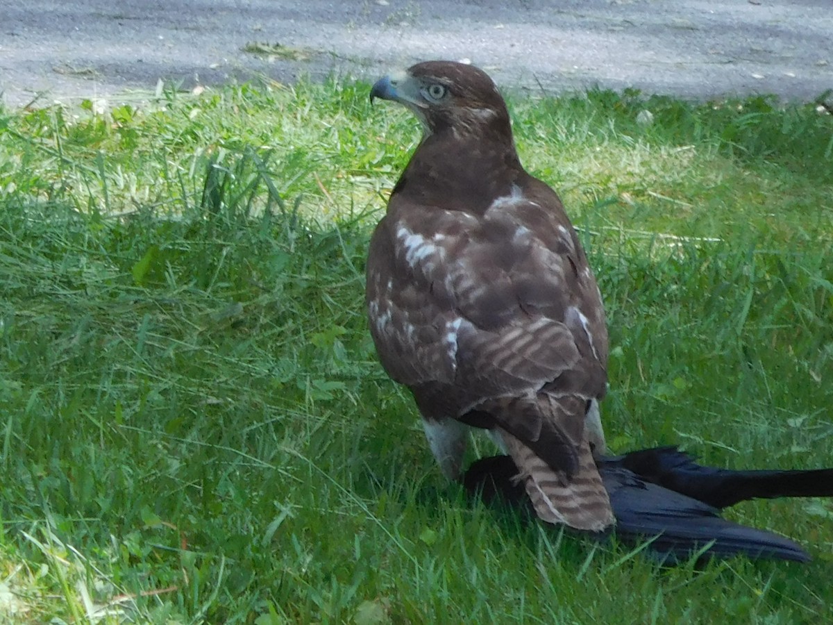 Red-tailed Hawk - ML635627562